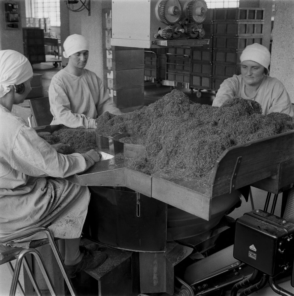 Arbeiterinnen in der Tabakfabrik 1929. Sie verarbeiten den vor ihnen liegenden Tabak.